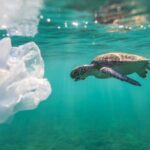 sea-turtle-plastic-bag-ben-hicks-min-1024x522