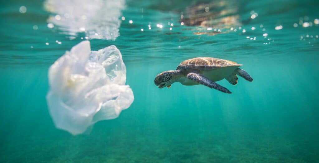 sea-turtle-plastic-bag-ben-hicks-min-1024x522